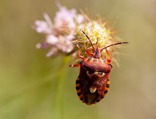 Réf. 106 435 : Codophila varia