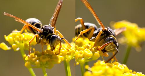Réf. 106 465 : Polistes nimpha