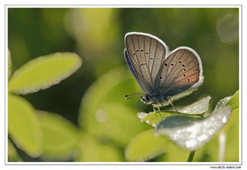 Cyaniris semiargus