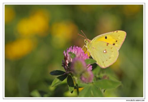 Colias croceus