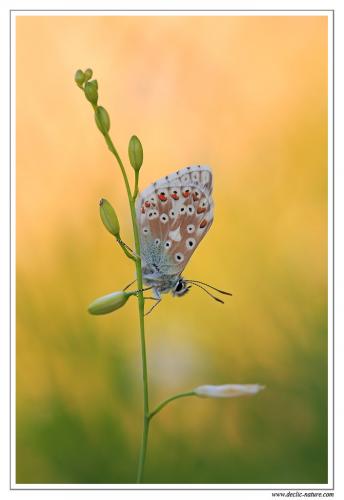 Polyommatus sp.
