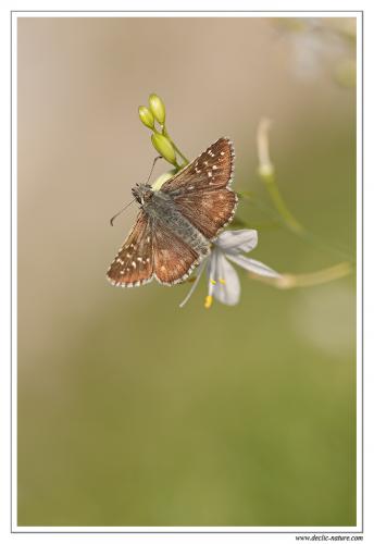 Pyrgus sp.