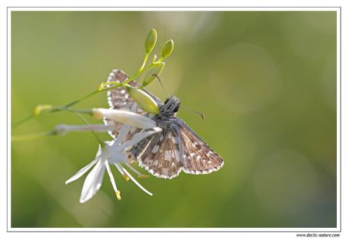 Pyrgus sp.