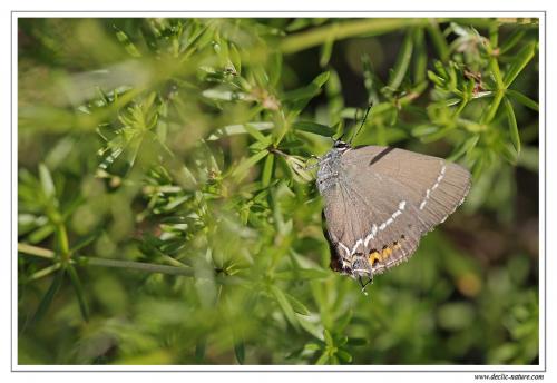 Réf. 106 292 : Satyrium spini