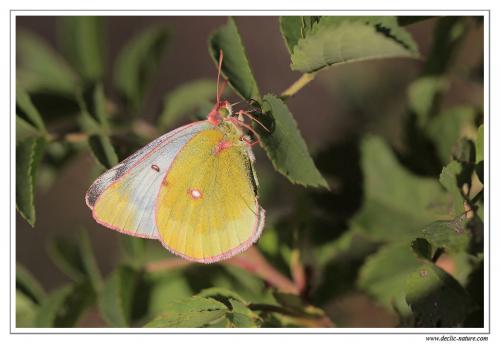 Colias phicomone