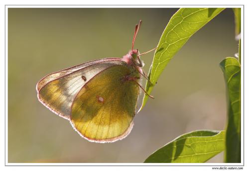 Colias phicomone