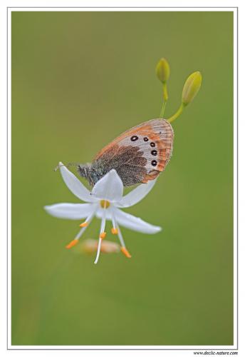 Réf. 106 385 : Coenonympha gardetta
