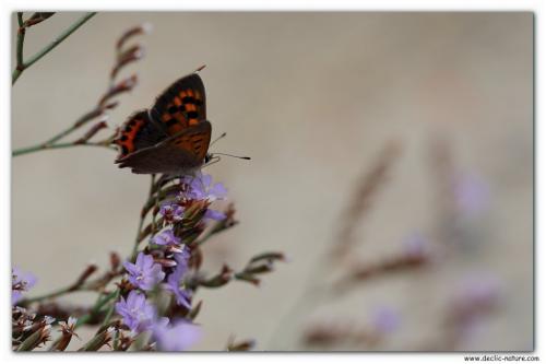 Lycaena phlaeas