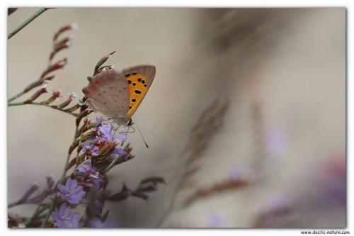 Réf. 106 716 : Lycaena phlaeas
