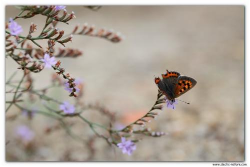 Réf. 106 715 : Lycaena phlaeas