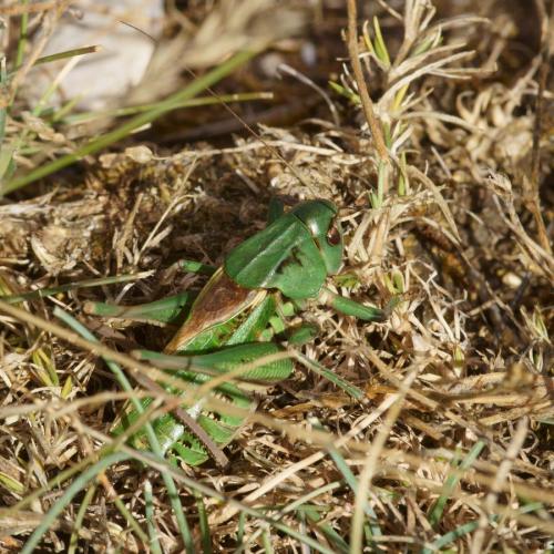 Réf. 106 840 : Decticus verrucivorus verrucivorus