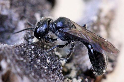 Pemphredon sp.