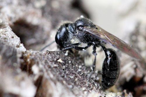 Pemphredon sp.