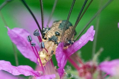 Réf. 106 229 : Leiobunum rotundum