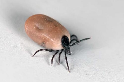 Réf. 106 358 : Ixodes sp.
