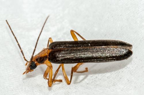Nacerdes carniolica