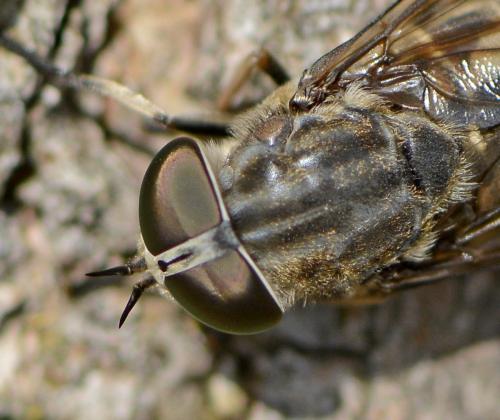 Réf. 106 498 : Tabanus autumnalis