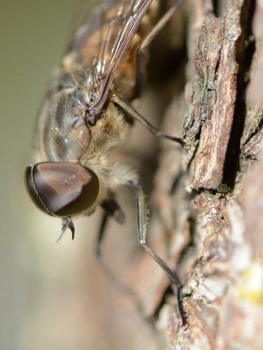 Réf. 106 378 : Tabanus autumnalis