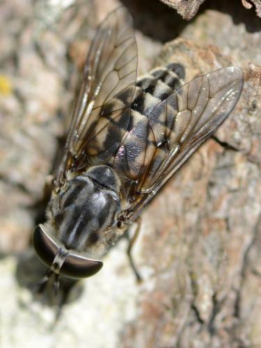 Réf. 106 377 : Tabanus autumnalis
