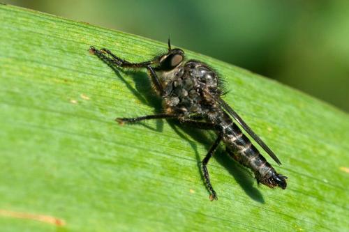Réf. 106 856 : Machimus cyanopus