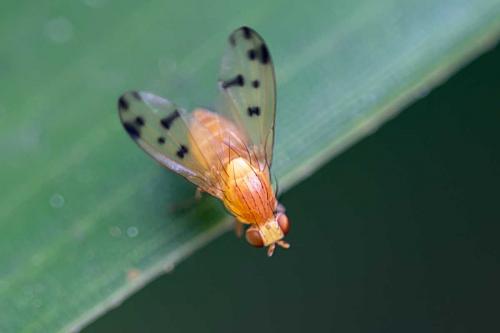 Homoneura sp.