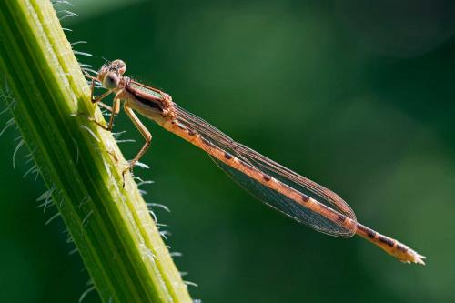 Réf. 106 080 : Sympecma fusca