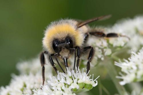 Réf. 106 605 : Bombus lucorum