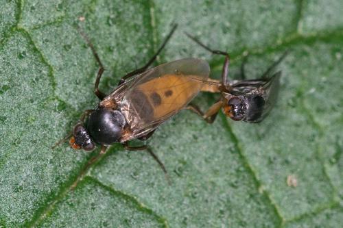 Diplonevra sp.