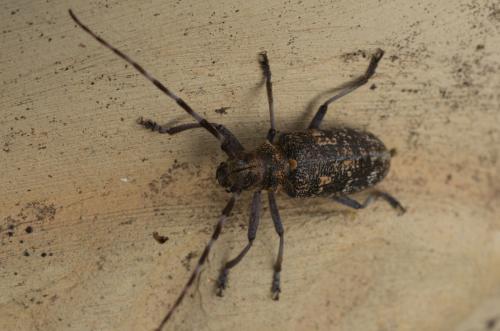 Réf. 106 434 : Monochamus galloprovincialis