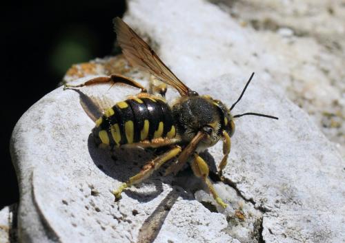 Anthidium florentinum