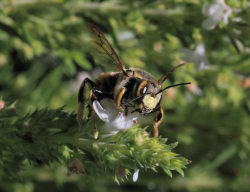 Anthidium florentinum