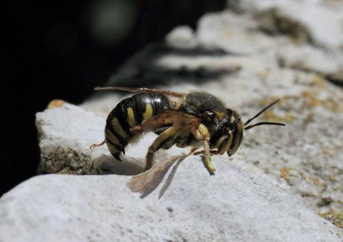 Anthidium florentinum