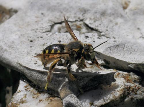 Anthidium florentinum