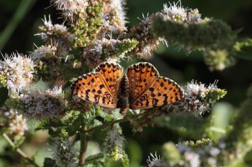 Réf. 106 905 : Melitaea didyma