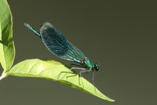 Calopteryx splendens
