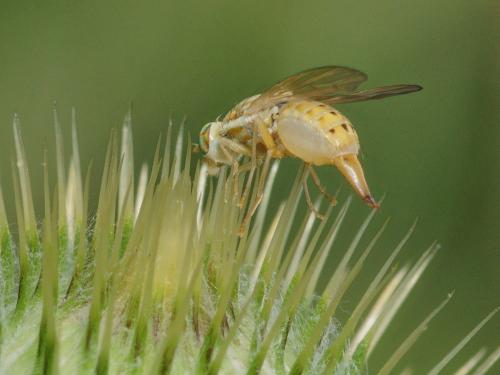Réf. 106 541 : Terellia serratulae