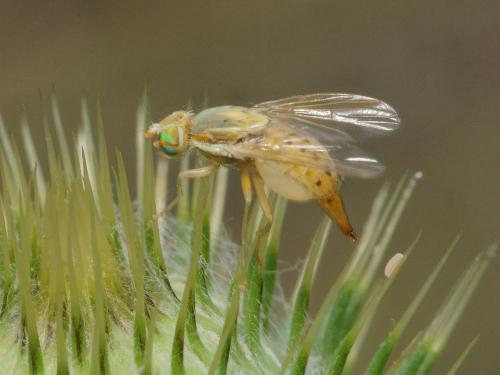 Réf. 106 548 : Terellia serratulae