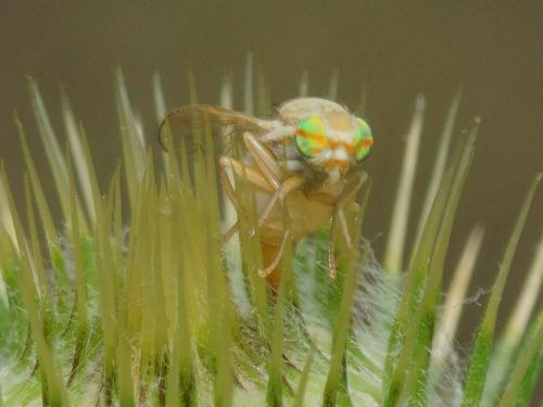 Réf. 106 542 : Terellia serratulae