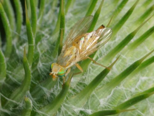 Réf. 106 543 : Terellia serratulae