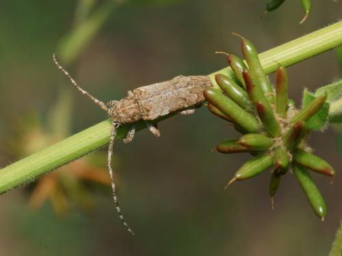 Réf. 106 535 : Niphona picticornis