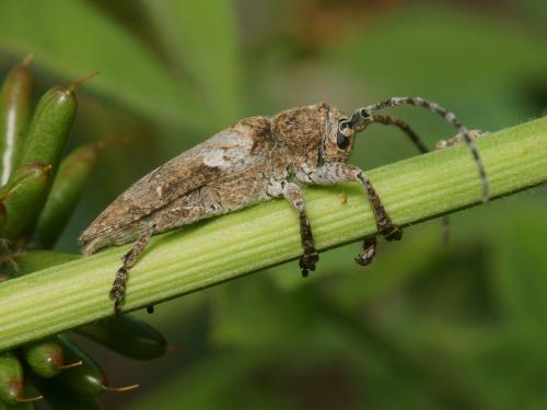 Niphona picticornis