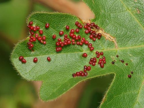 Aceria aceriscampestris