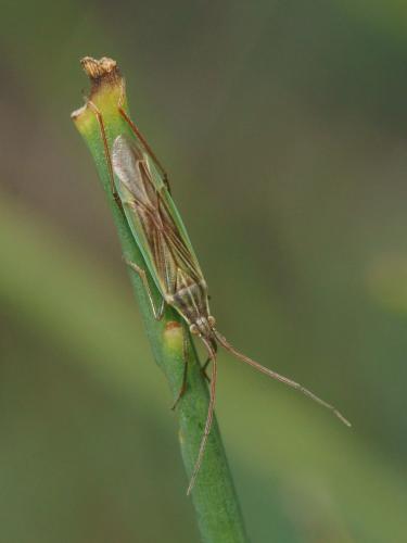 Stenodema calcarata