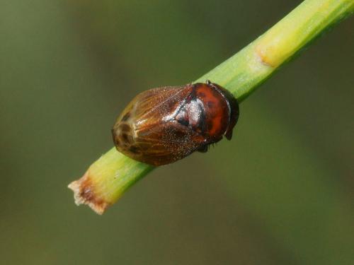 Penthimia nigra