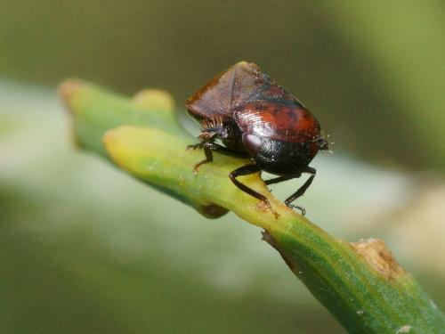 Penthimia nigra