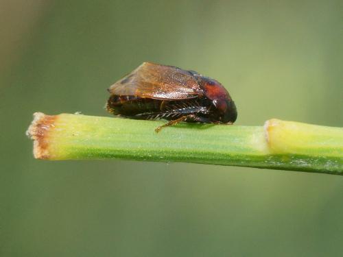 Penthimia nigra