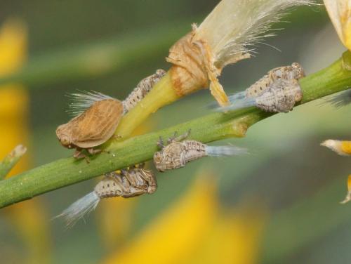 Agalmatium flavescens