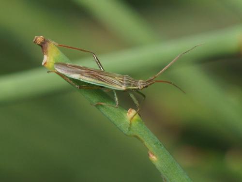 Stenodema calcarata