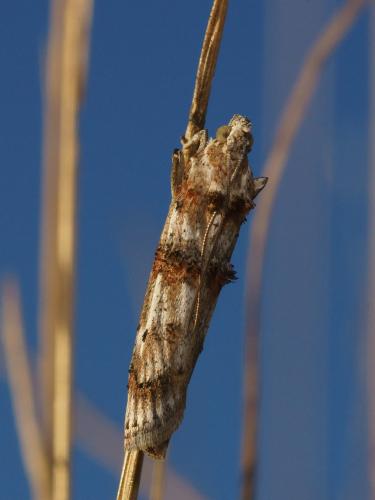 Pempelia alpigenella