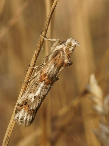 Pempelia alpigenella